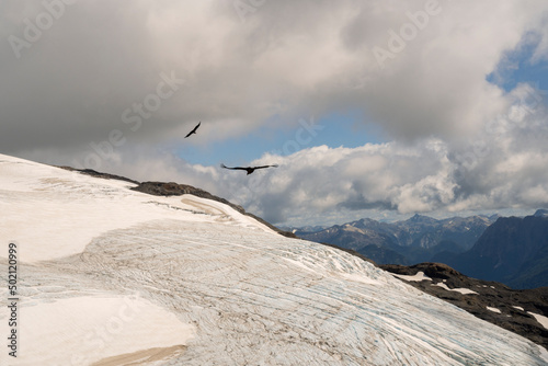 View of a Andean condors, Vultur, gryphus, flying over glacier Alerce ice field in Tronador hill, Patagonia Argentina.