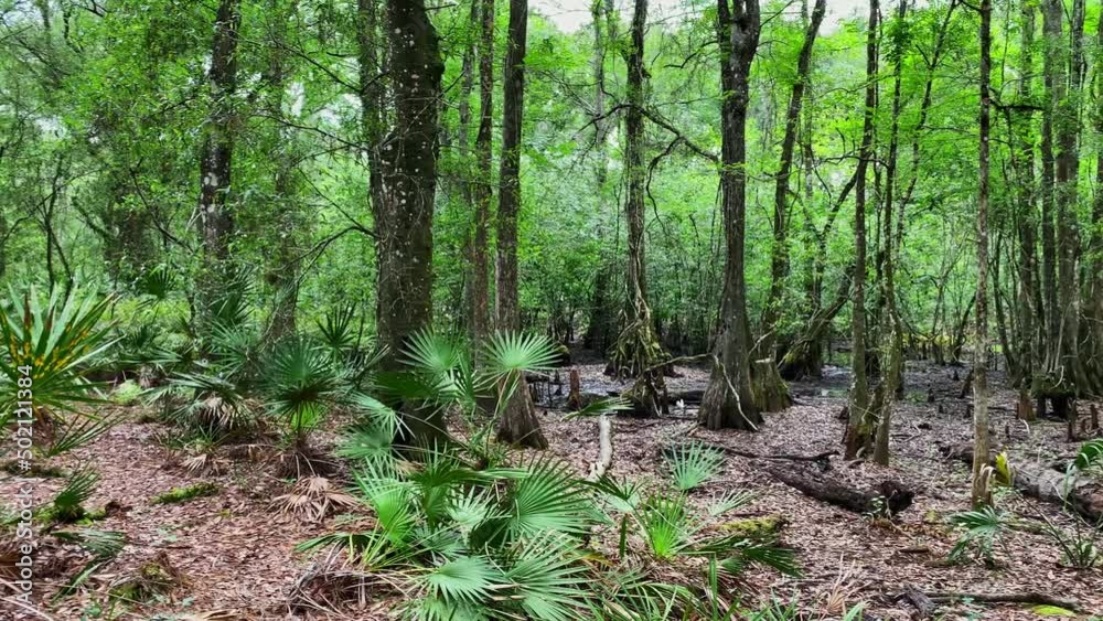 Panning shot of lettuce lake park with lots of trees beautiful plants, Static wide Panning shot of lettuce lake park with lots of trees beautiful plants, Static wide