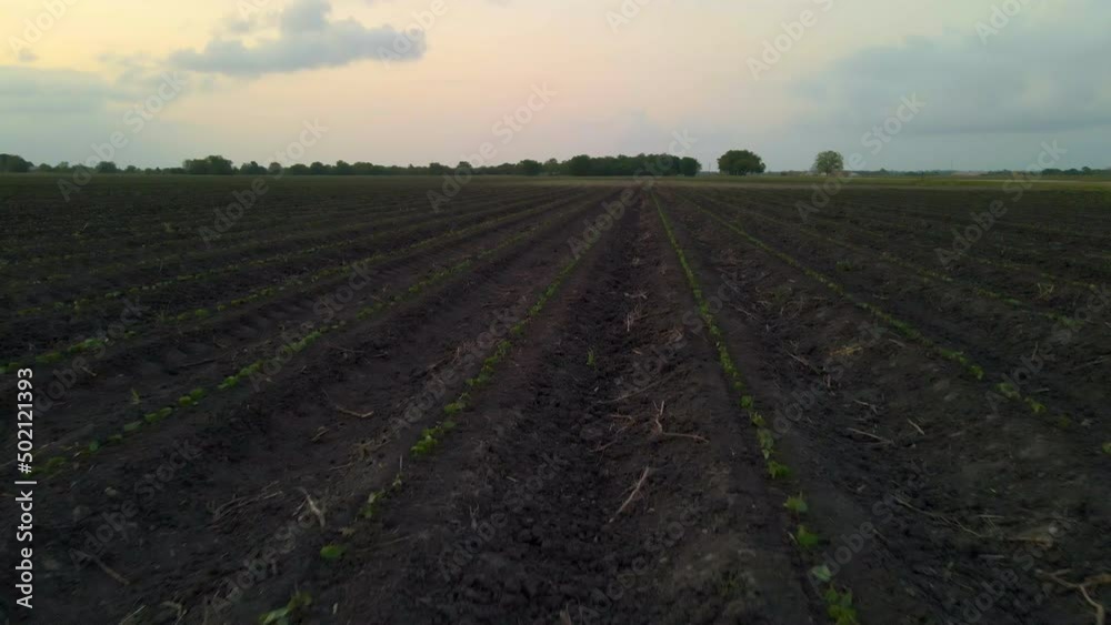Low-Flying Drone Shot Floating Just Above New Plantings In Field In Texas, U.S.A. Low-Flying Drone Shot Floating Just Above New Plantings In Field In Texas, U.S.A.
