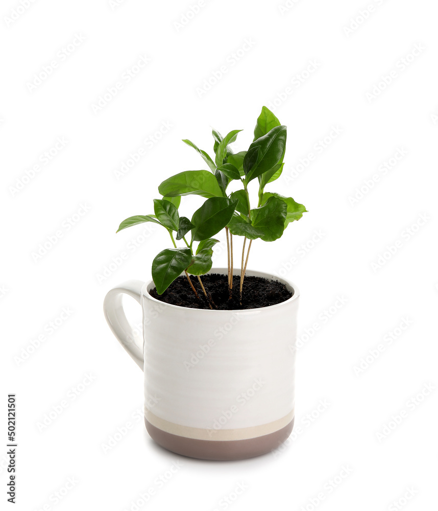 Beautiful coffee tree in cup isolated on white background Beautiful coffee tree in cup isolated on white background
