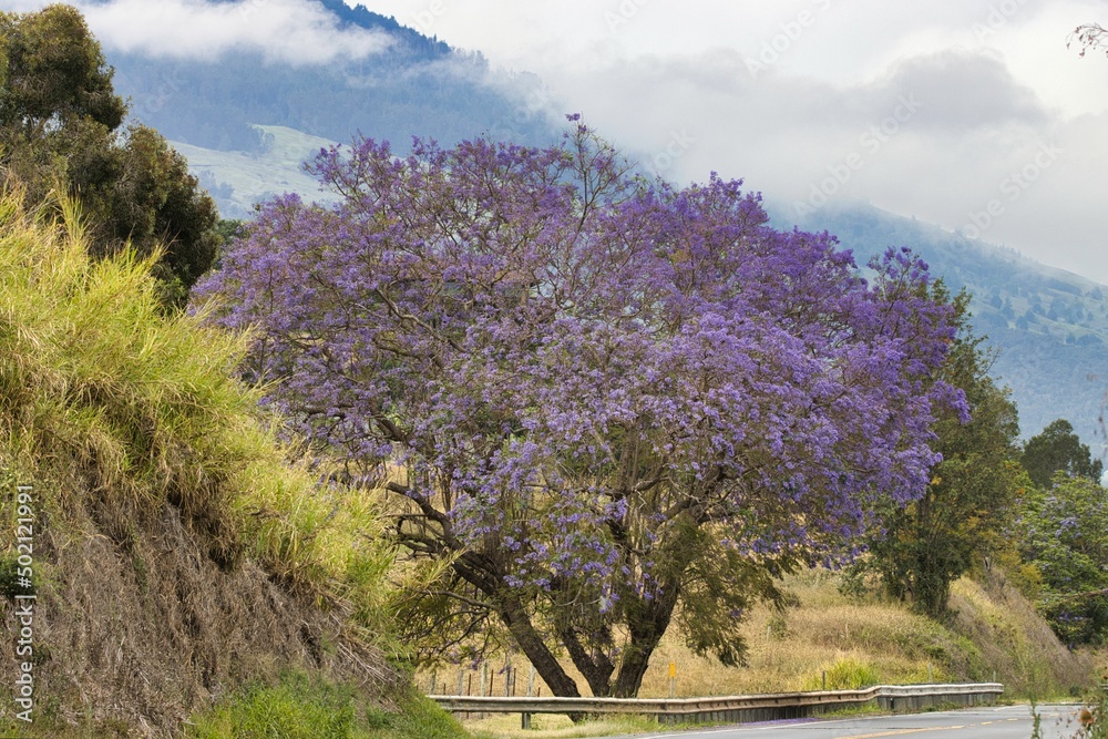 Beautiful flowering Jacaranda tree in Kula on Maui. Beautiful flowering Jacaranda tree in Kula on Maui.