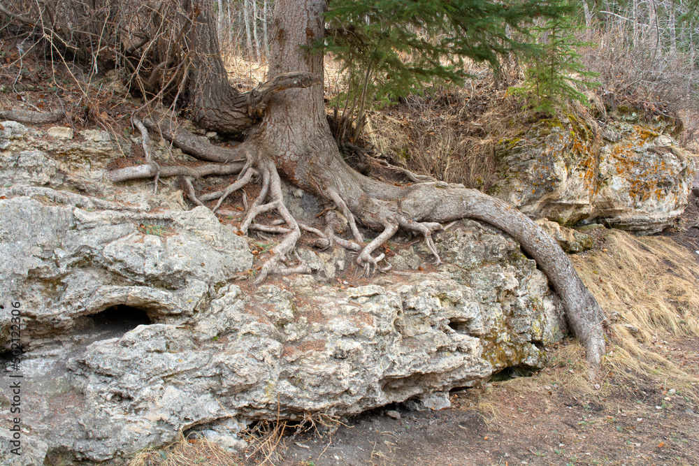 Tree Roots Growing Over Rocks in Nature Park Tree Roots Growing Over Rocks in Nature Park