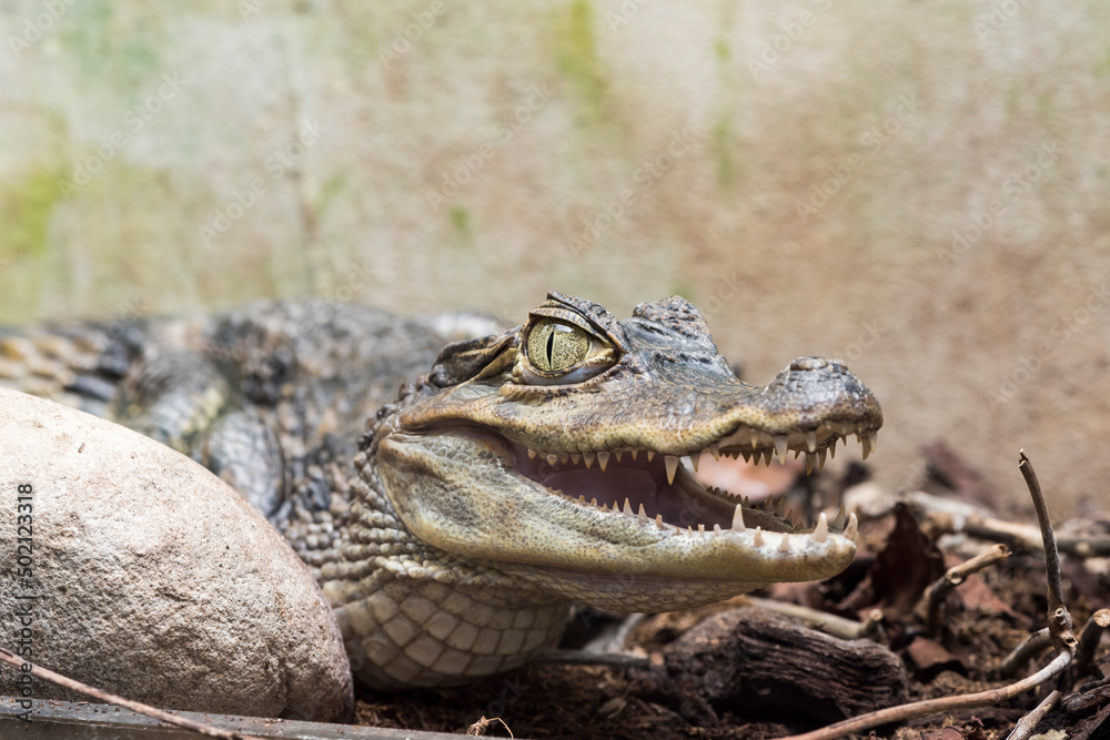 Fototapeta premium A picture of a crocodile