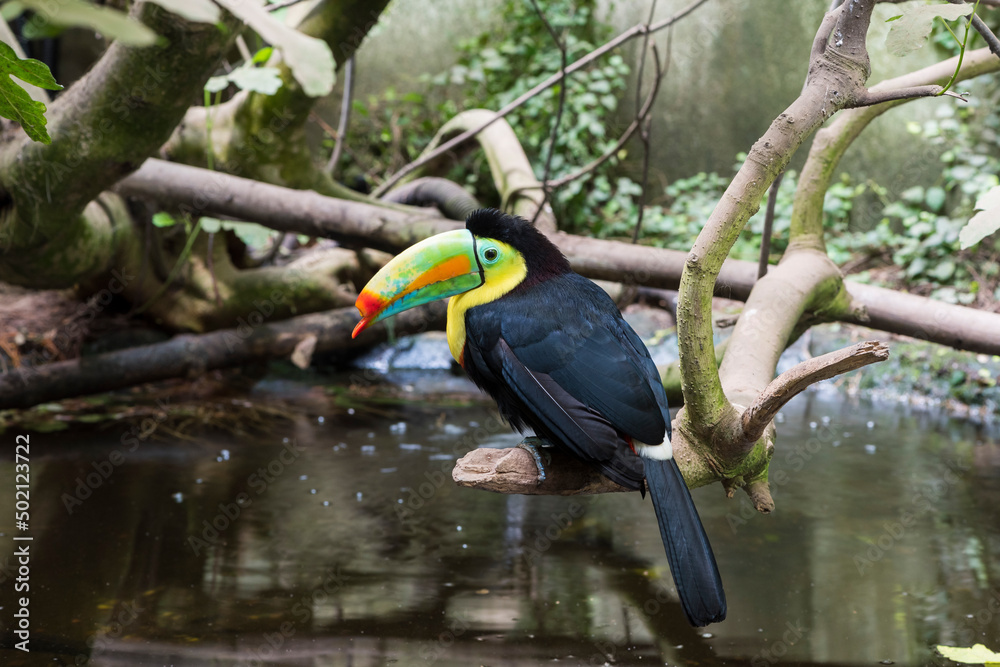 Obraz premium A picture of a toucan