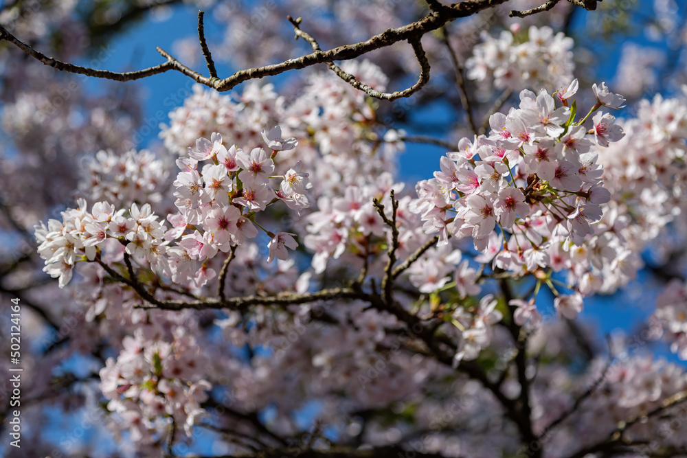 Cherry blossom in Alishan National Forest Recreation Area Cherry blossom in Alishan National Forest Recreation Area