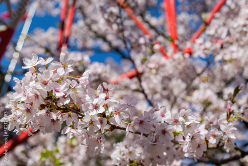 Close up shot of the Cherry blossom in Alishan National Forest Recreation Area photo