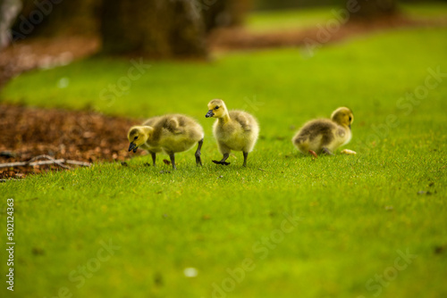 Baby geese walking around a park looking for food.