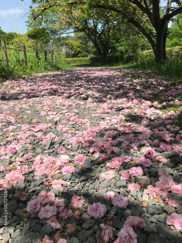 桜の絨毯
