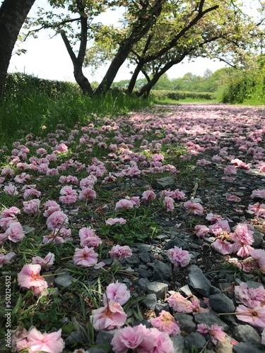 桜の絨毯