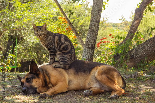 Canvas Print cat and german shepherd dog playing in the park