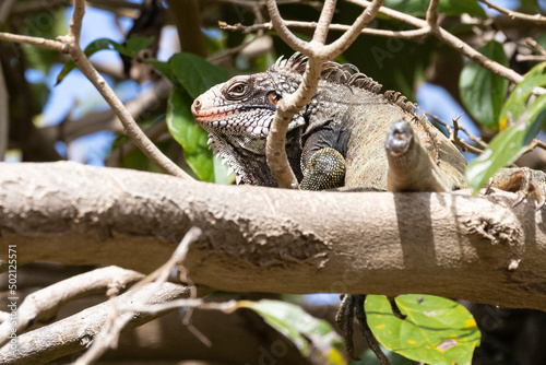 A wild iguana climbing a tree in U.S. Virgin Islands National Park on the island of Saint John. photo