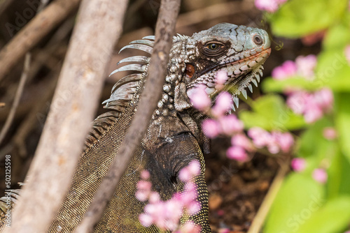 A wild iguana climbing a tree in U.S. Virgin Islands National Park on the island of Saint John.