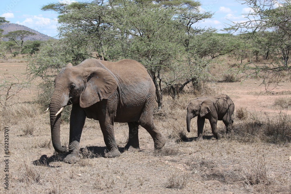 mother and baby elephants