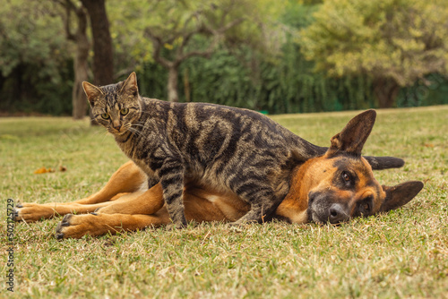 Photography cat and german shepherd dog playing in the park
