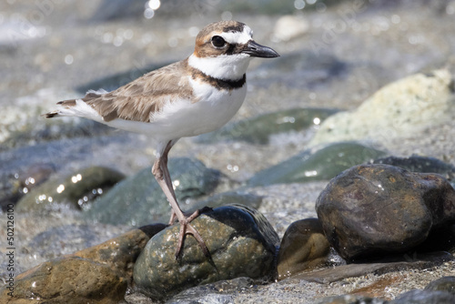 A wild semipalmated plover wandering the shoreline at U.S. Virgin Islands National Park on the island of Saint John.