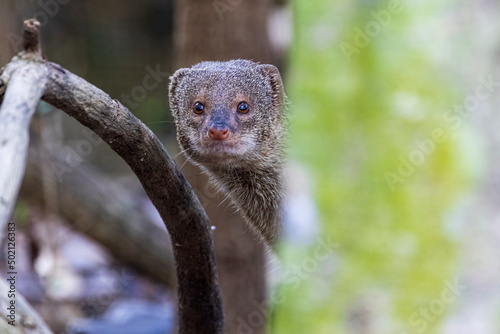 A wild mongoose in the U.S. Virgin Islands National Park. © Patrick