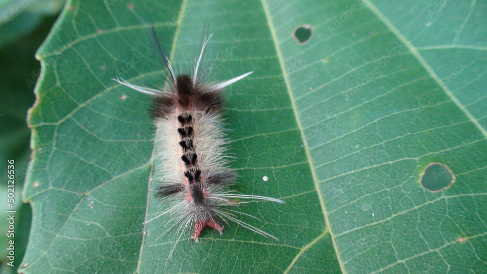 inseto lagarta larva de borboleta ou mariposa Stock Photo | Adobe Stock