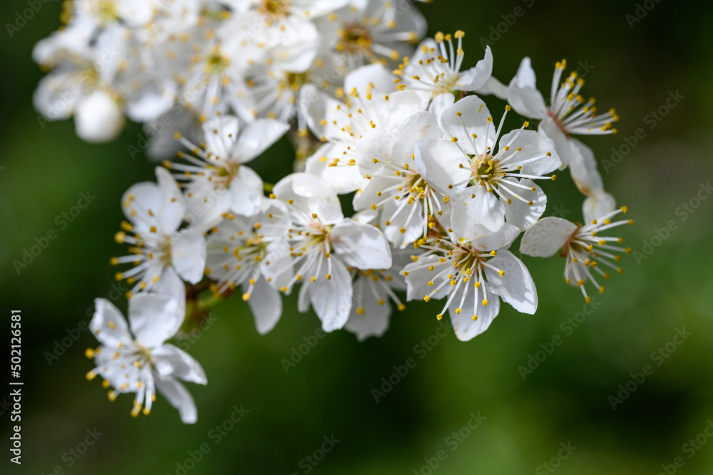White blossoms on an ornamental tree blooming in early spring, as a nature background
