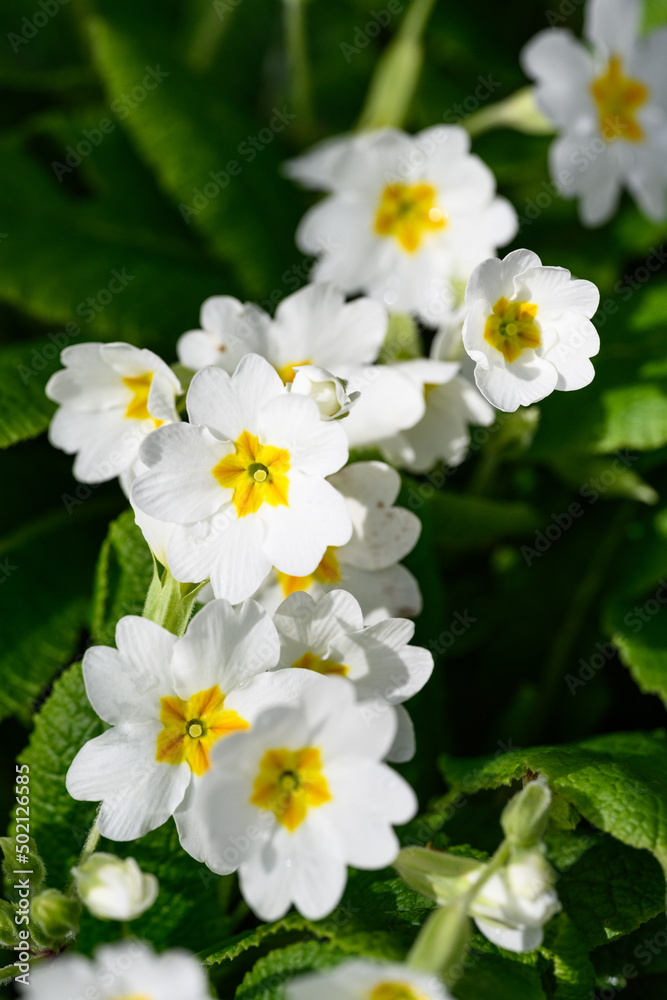 Closeup of white primrose flowers with yellow centers blooming in a spring garden on a sunny day
