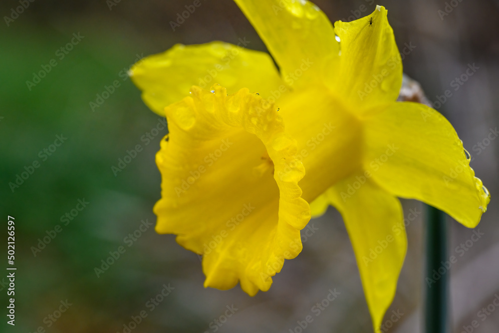 Closeup of a classic bright yellow daffodil covered in rain drops, as a nature background
Closeup of a classic bright yellow daffodil covered in rain drops, as a nature background