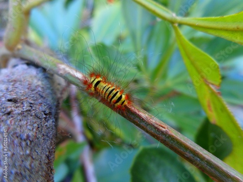 inseto lagarta larva de borboleta ou mariposa 