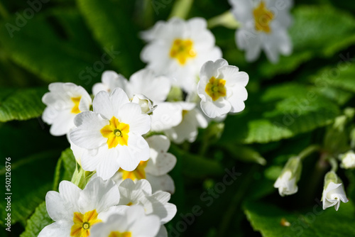 Closeup of white primrose flowers with yellow centers blooming in a spring garden on a sunny day 