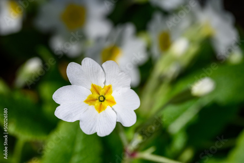 Closeup of white primrose flowers with yellow centers blooming in a spring garden on a sunny day
