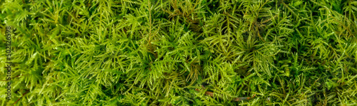 Lush feathery green moss growing in a woodland environment, as a textured nature background 