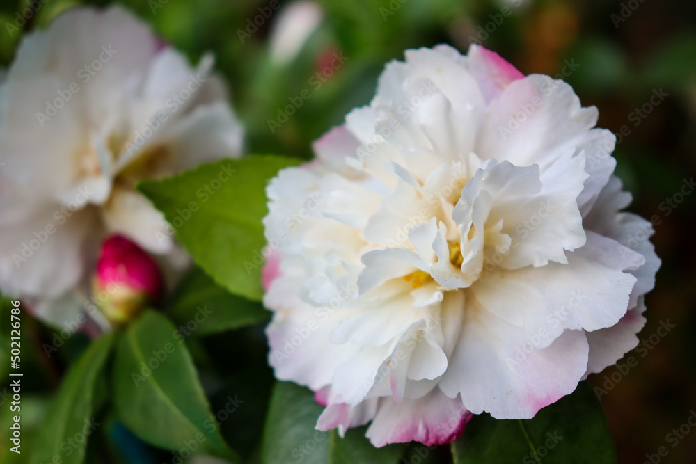 pink and white sasanqua flowers in garden pink and white sasanqua flowers in garden