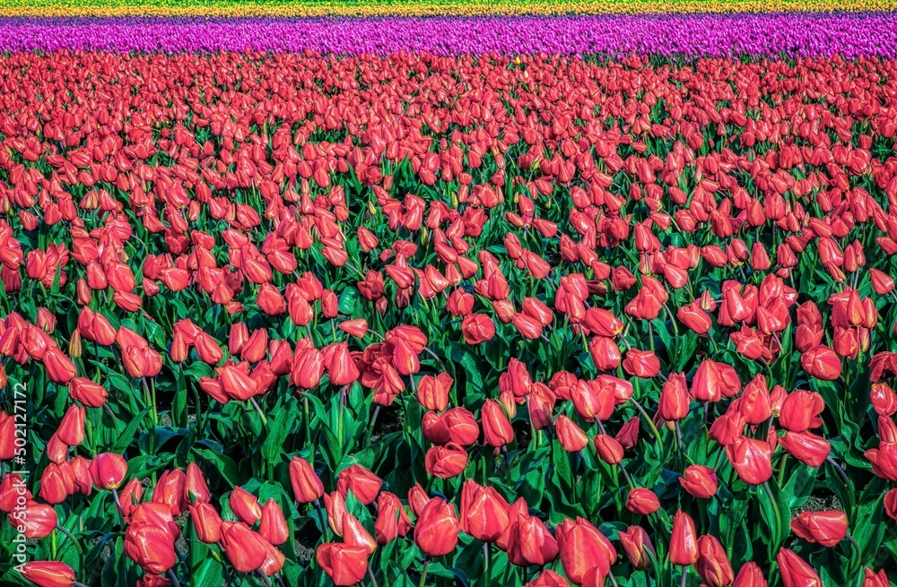Tulip field with multiple colors in the spring
