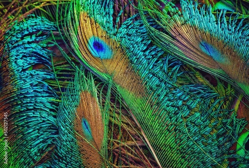Peacock feather closeup. Peafowl feather. Abstract background. Mor pankh. photo