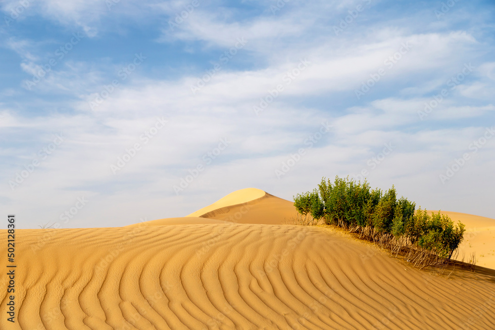 Desert shrub in the desert, natural landscape during bright sunny day in Abu Dhabi
