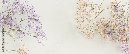 Flowers background banner.Violet gypsophila flowers or baby's breath flowers ...