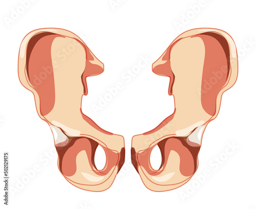 Skeleton hip bone os coxae, innominate, pelvic coxal bone Human front anterior view. Set of 3D realistic flat natural color concept Vector illustration of anatomy isolated on white background