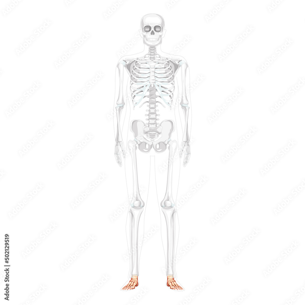 Foot and ankle Bones Skeleton Human front Anterior ventral view with partly transparent bones position. Set of realistic flat natural color concept Vector illustration of anatomy isolated on white