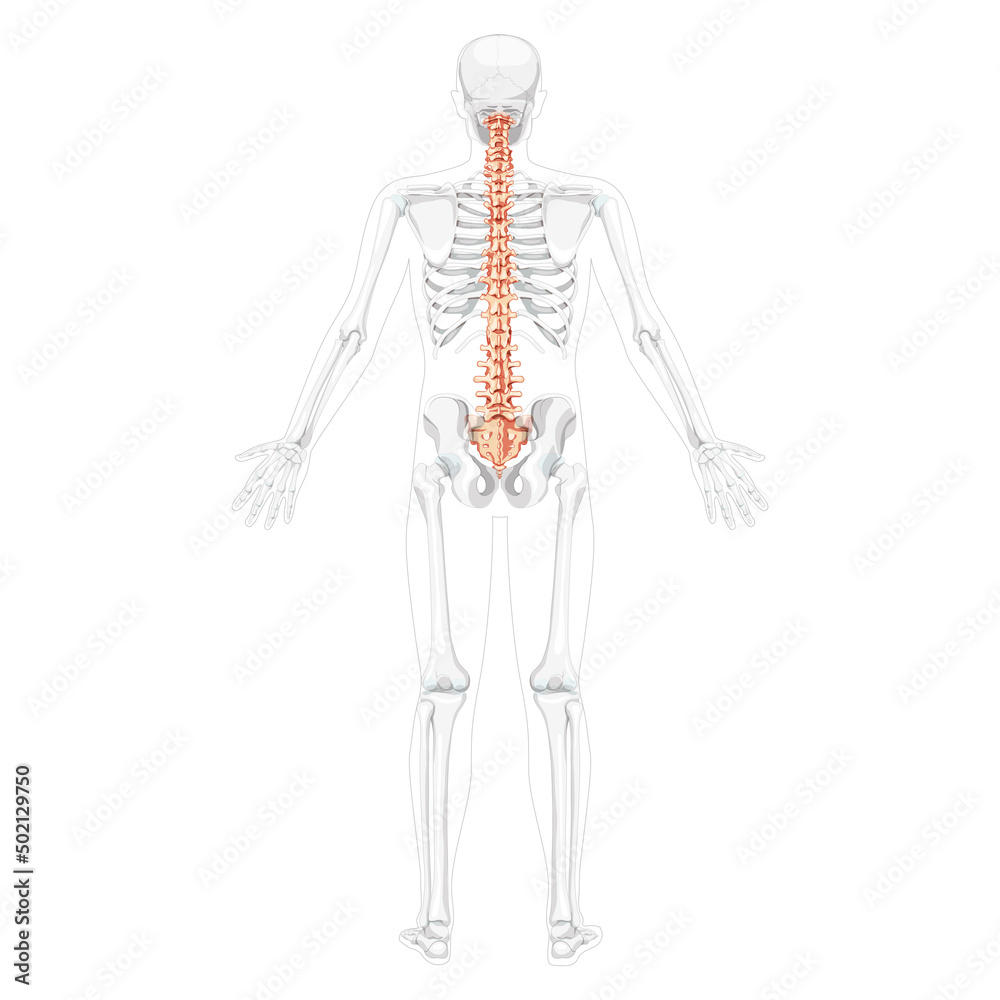 Human vertebral column back posterior view with partly transparent skeleton position, spinal cord, thoracic lumbar spine, sacrum and coccyx. Vector flat, realistic isolated illustration anatomy 