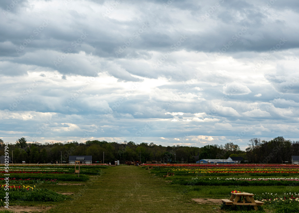 Field of Mixed Colors Tulips in Bloom Background in New Jersey USA. High quality photo Field of Mixed Colors Tulips in Bloom Background in New Jersey USA. High quality photo