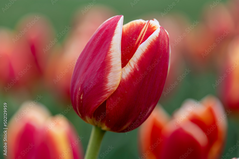 Large field of red tulips in New Jersey USA. High quality photo