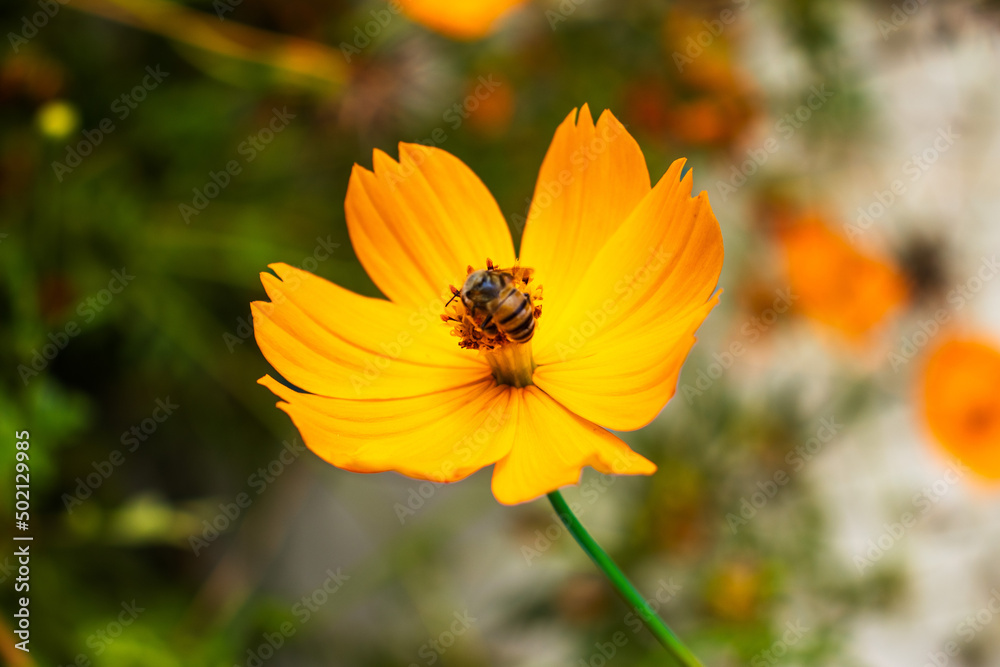 Bee on yellow flower.
Abelha na flor amarela. Bee on yellow flower.
Abelha na flor amarela.