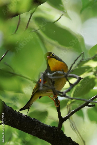 red billed leiothrix on a branch