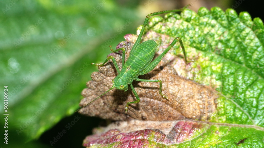 Green katydid on a leaf in Cotacachi, Ecuador Green katydid on a leaf in Cotacachi, Ecuador