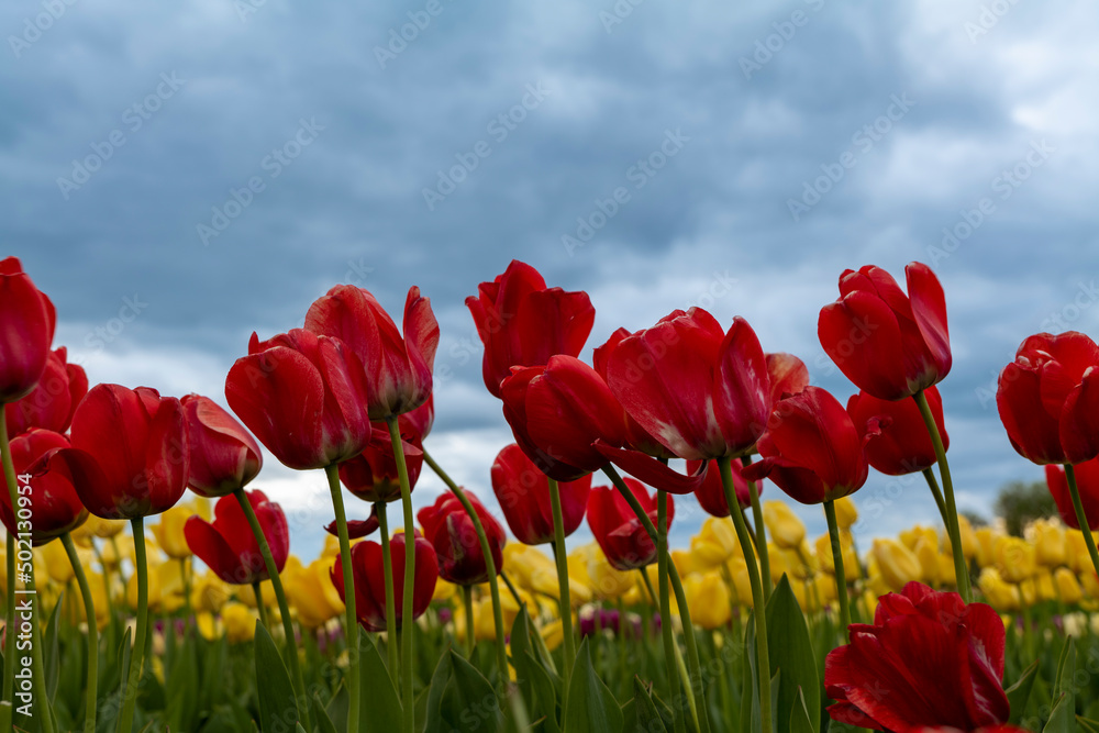 Large field of red tulips in New Jersey USA. High quality photo
