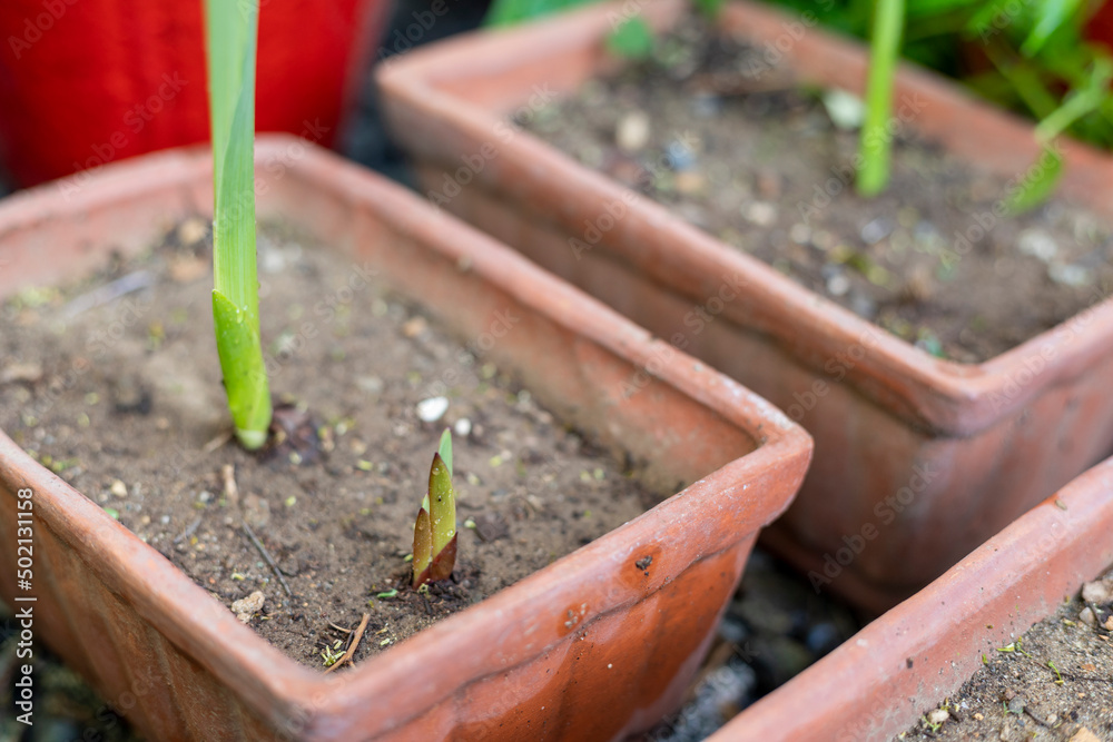 Glads corm germinate in a pot with selective focus and blur background Glads corm germinate in a pot with selective focus and blur background