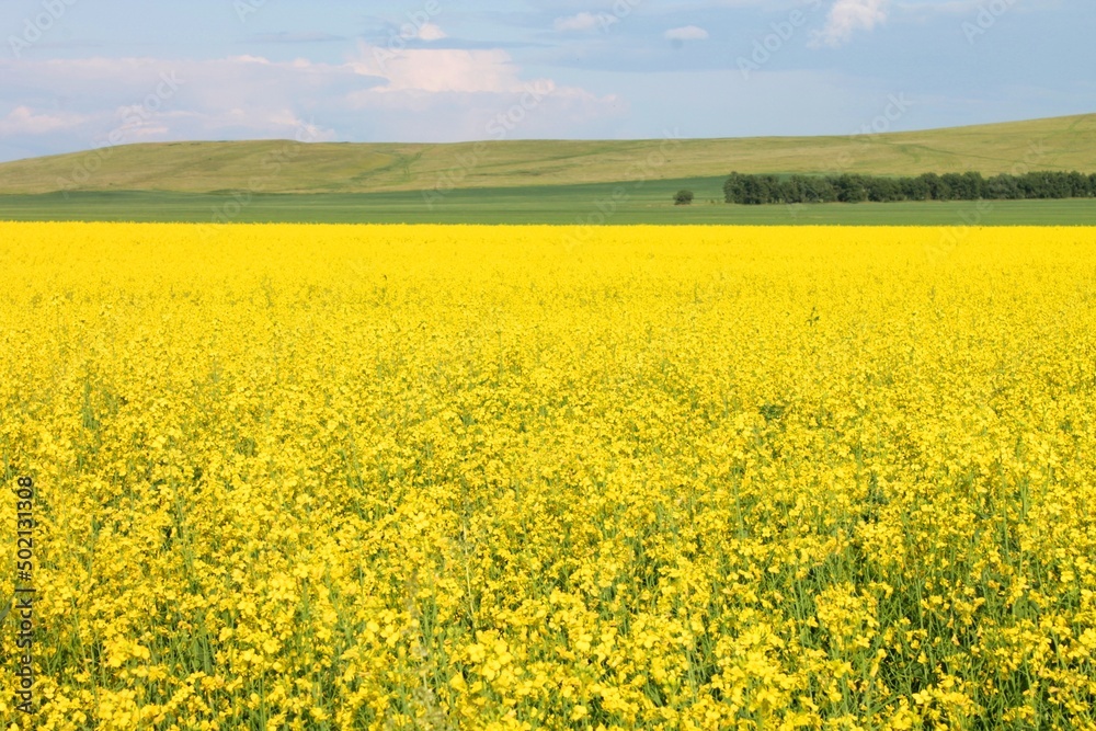 field of rapeseed field of rapeseed