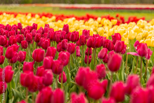 Field of Mixed Colors Tulips in Bloom Background in New Jersey USA. High quality photo