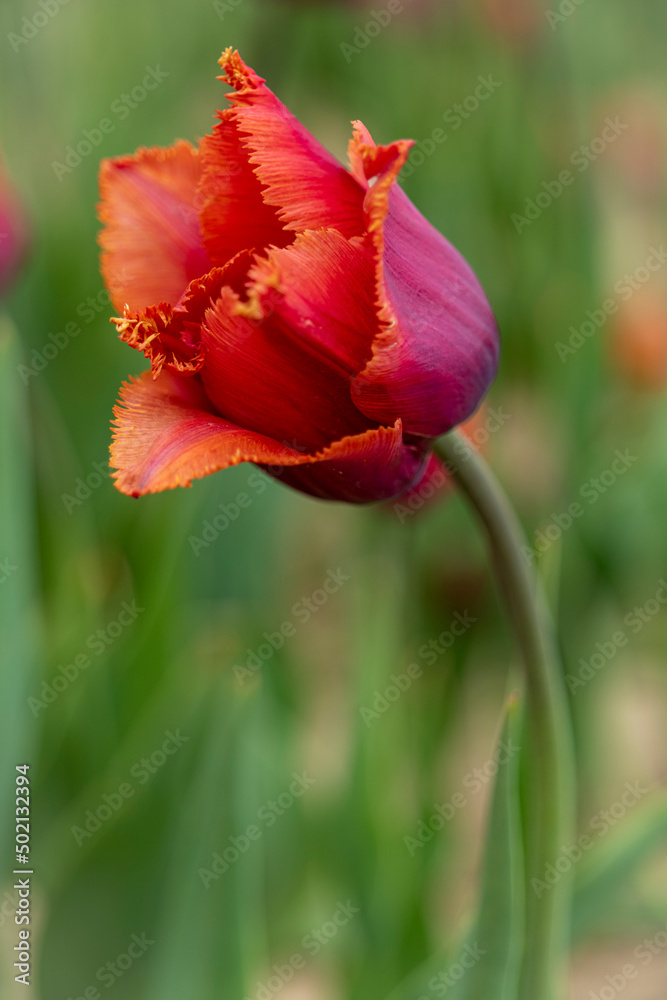 Fototapeta premium Large field of red tulips in New Jersey USA. High quality photo