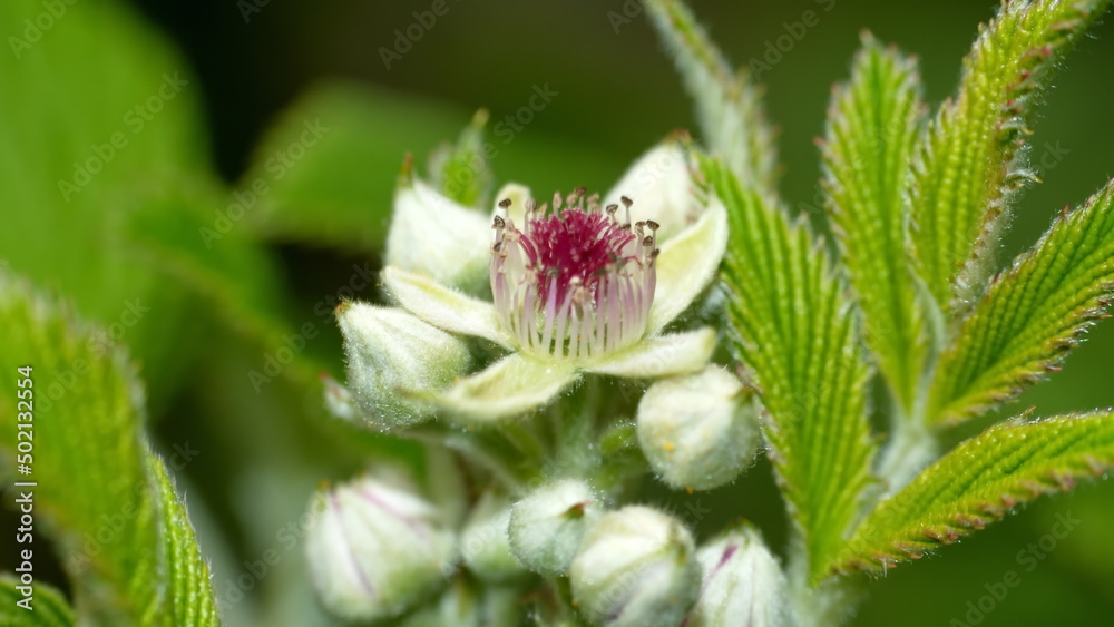 Flower on a wild blackberry plant in Cotacachi, Ecuador Flower on a wild blackberry plant in Cotacachi, Ecuador