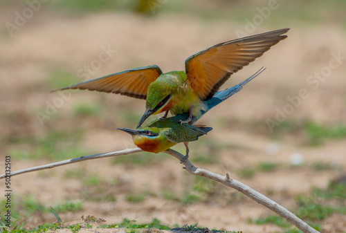 colorful birds in nature Merops philippinus Blue-tailed Bee-eater