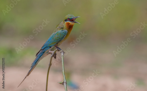colorful birds in nature Merops philippinus Blue-tailed Bee-eater