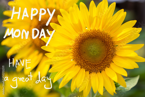happy monday have a great day message card handwriting with yellow flowers sunflowers at garden in postcard style 